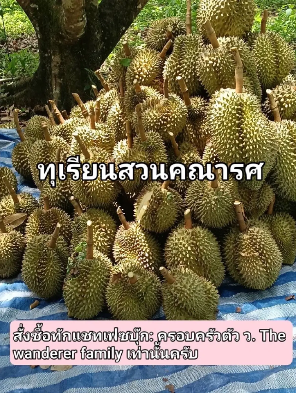 ดกจริงปีนี้! "เวียร์ ศุกลวัฒน์" อวดทุเรียนหมอนทองสวนคณารศ 