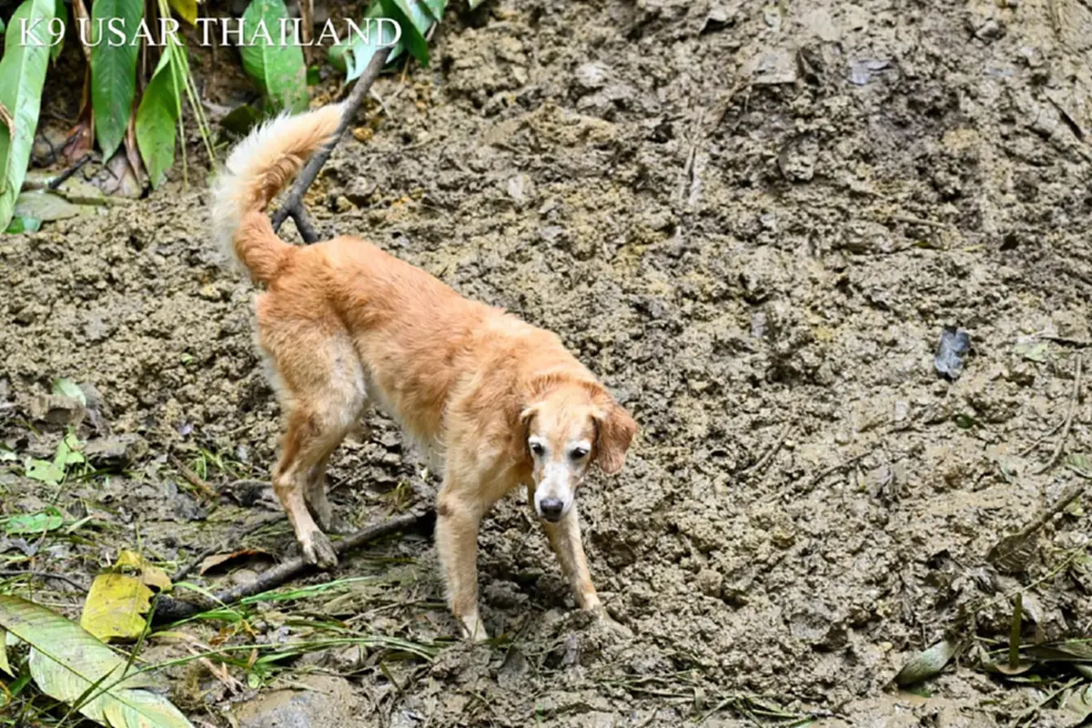 K9 สิ้นสุดภารกิจ ลุยน้ำ ลุยโคลน บุกป่า ตามหาน้องเอ้มอญที่พังงา