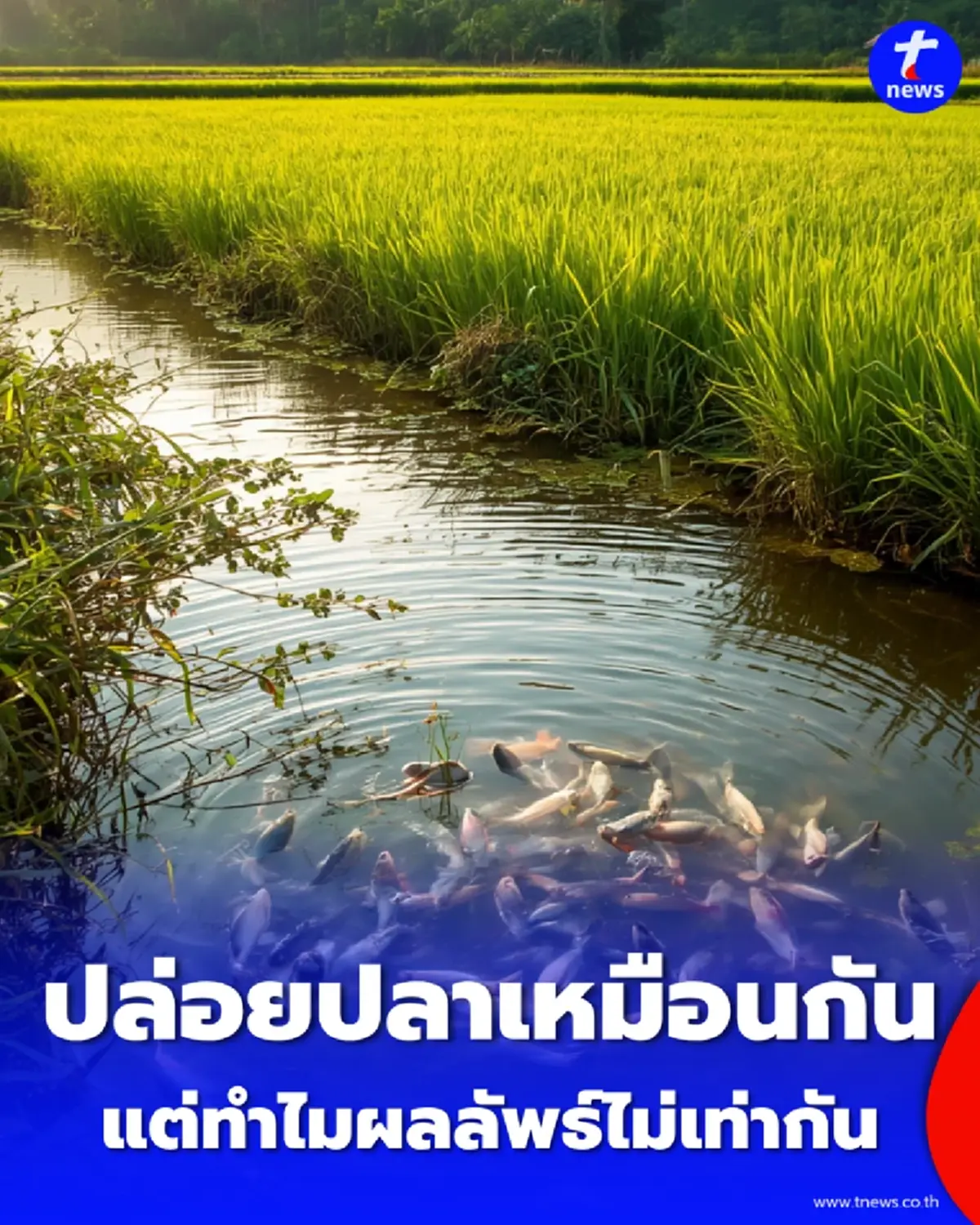 เปิดดวง 7 วันเกิด ปล่อยปลาชนิดไหนให้ถูกโฉลก ปลดล็อกชีวิตติดขัด