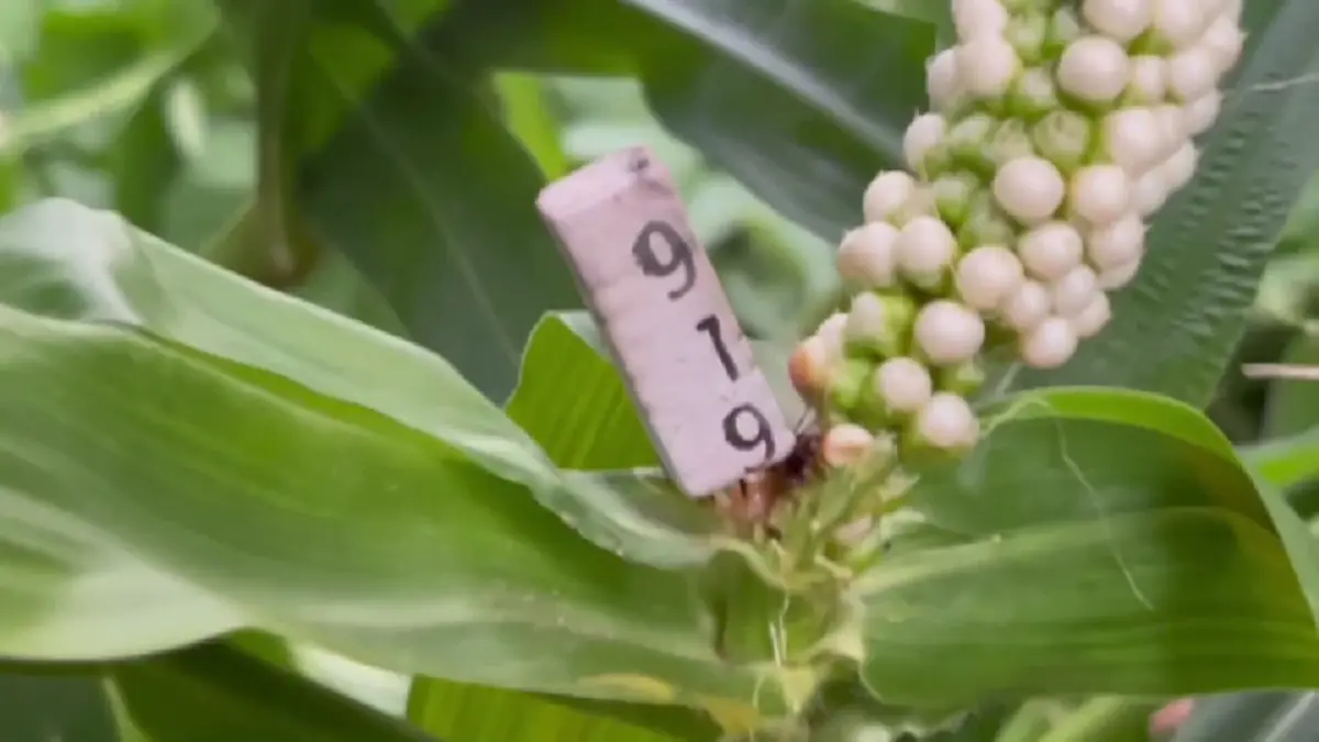ฮือฮาสุรินทร์! ข้าวโพดประหลาดเม็ดชมพูคล้ายไข่มุก เชื่อมาให้โชค