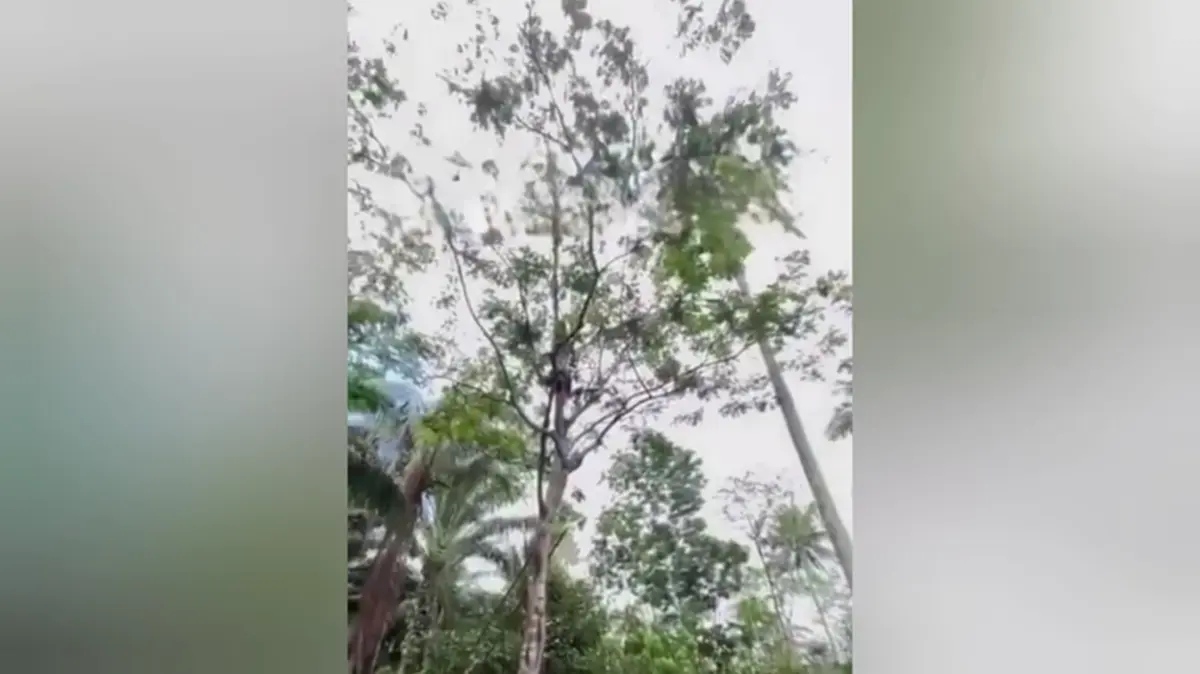 อุทาหรณ์ขึ้นต้นเก็บฝักสะตอ หน้ามืดเป็นลมอยู่บนต้นสูง 6 เมตร