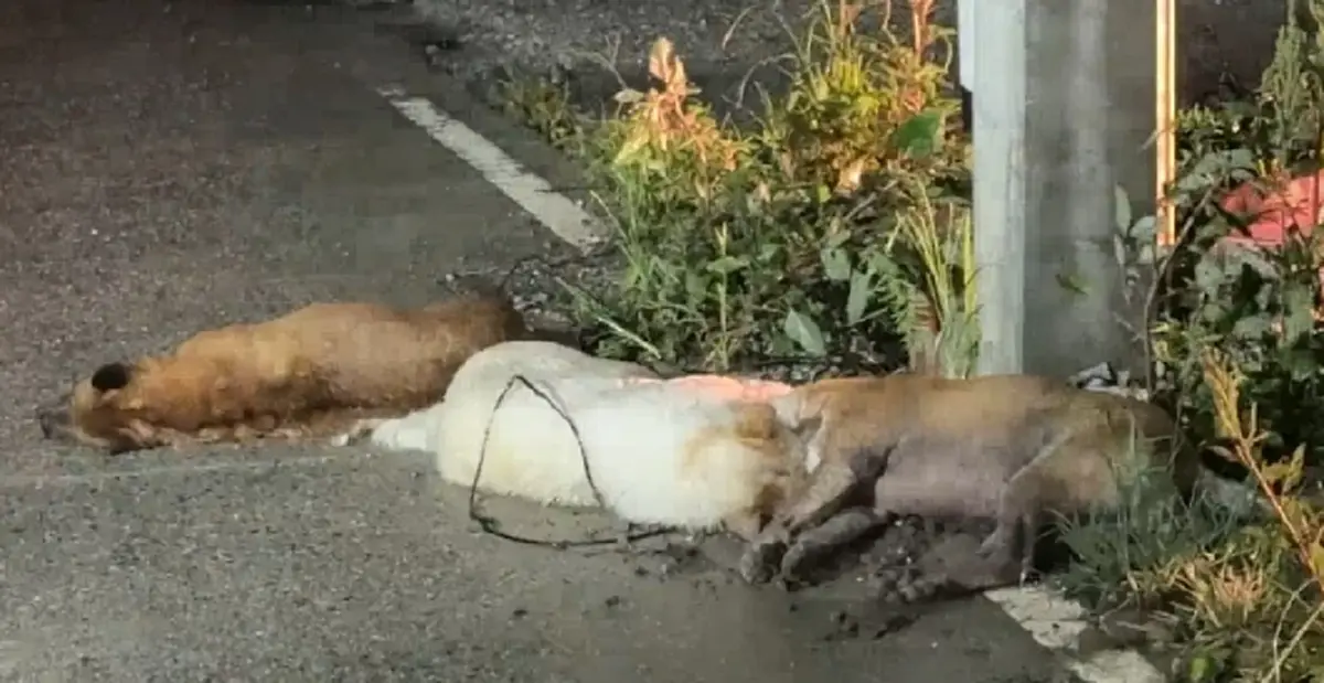 สลดทั้งซอย! หมา 1 ตัวถูกไฟดูด อีก 2 วิ่งเข้าช่วย สุดท้ายดับพร้อมกัน