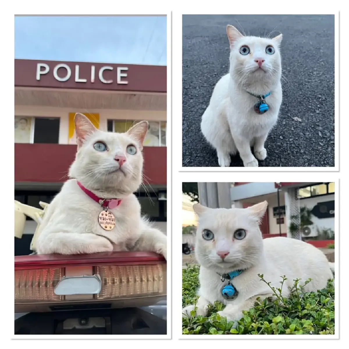 ตามหา น้องหลงหลง แมวประจำโรงพักเชิงทะเล หายตัวไป วอนแจ้งเบาะแส