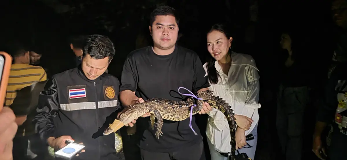 จับได้แล้ว! จระเข้ตัวแรก แต่ตัวใหญ่ยังหาย สั่งล่าต่อทั้งคืน