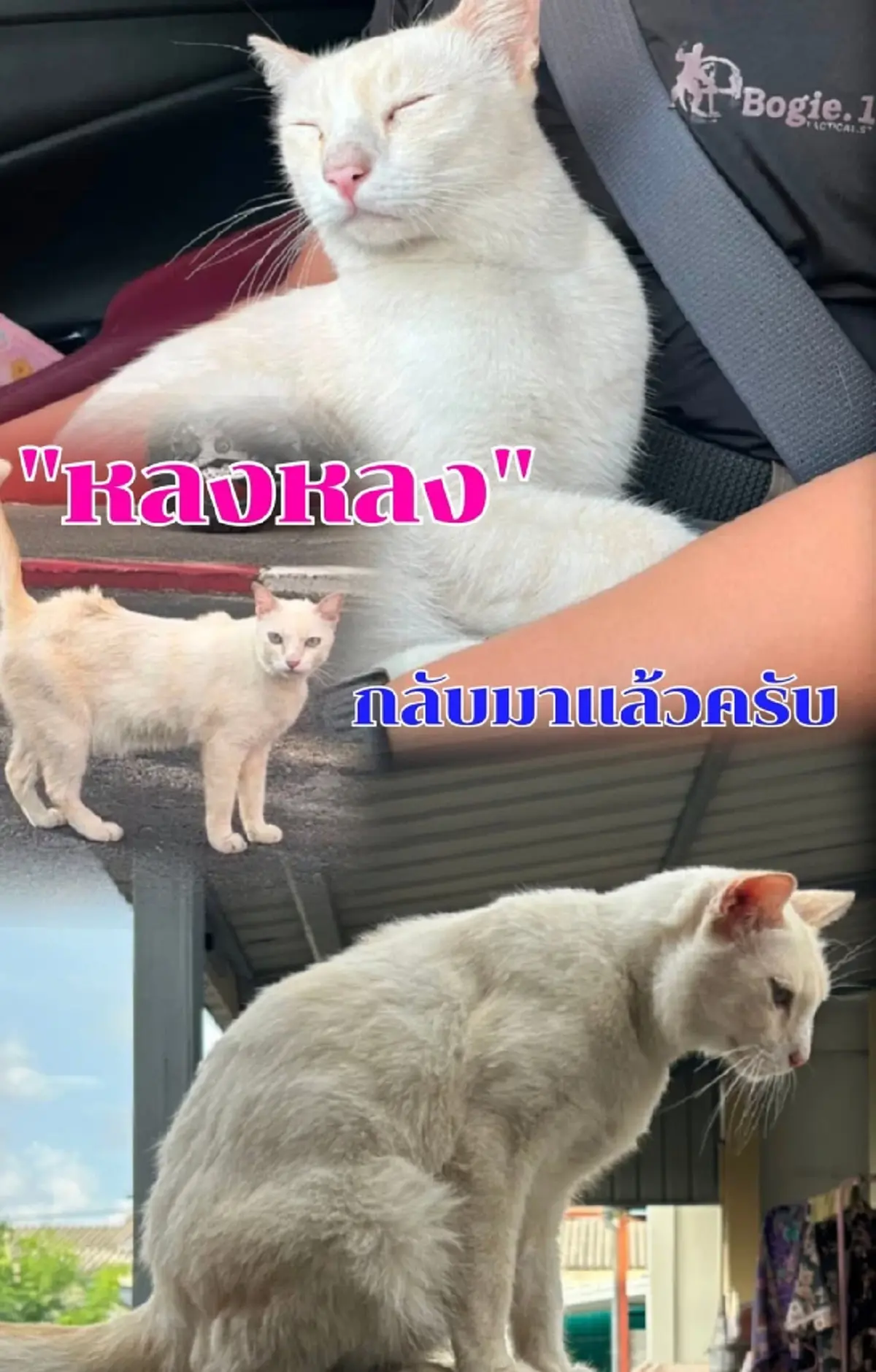 เจอตัวแล้ว! "น้องหลงหลง" แมว สภ.เชิงทะเล กลับเข้าปฏิบัติหน้าที่