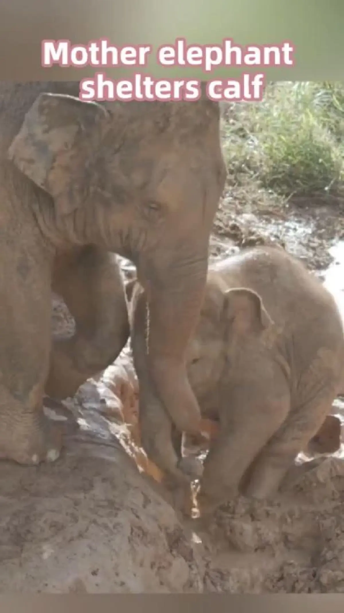 ส่องโมเมนต์ลูกช้างเอเชียสำรวจป่า แม่เดินเคียงข้างไม่ห่าง