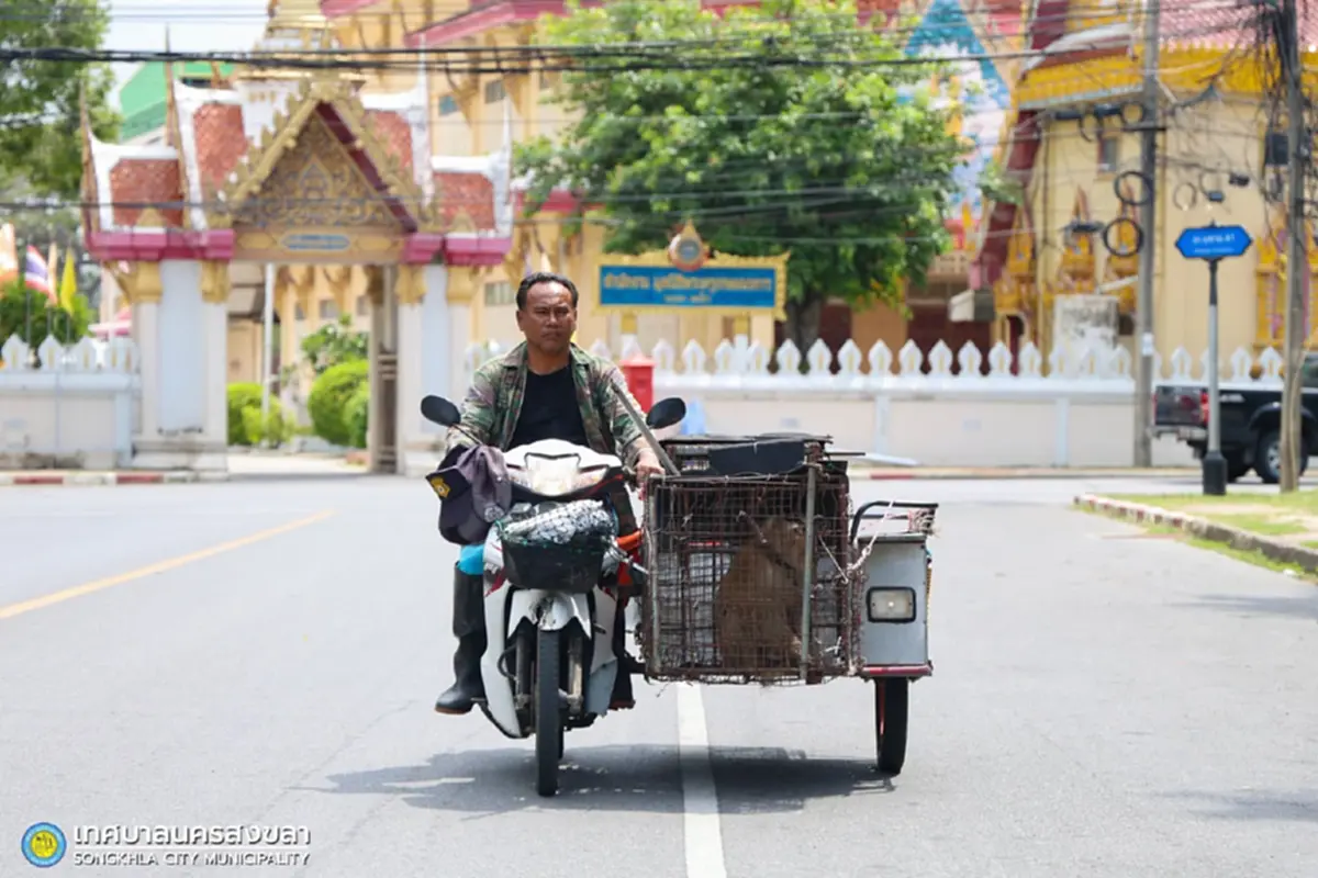 เปิดตัว น้องกล้วยไข่ สายตรวจลิงกังพิทักษ์แหลมสมิหลา
