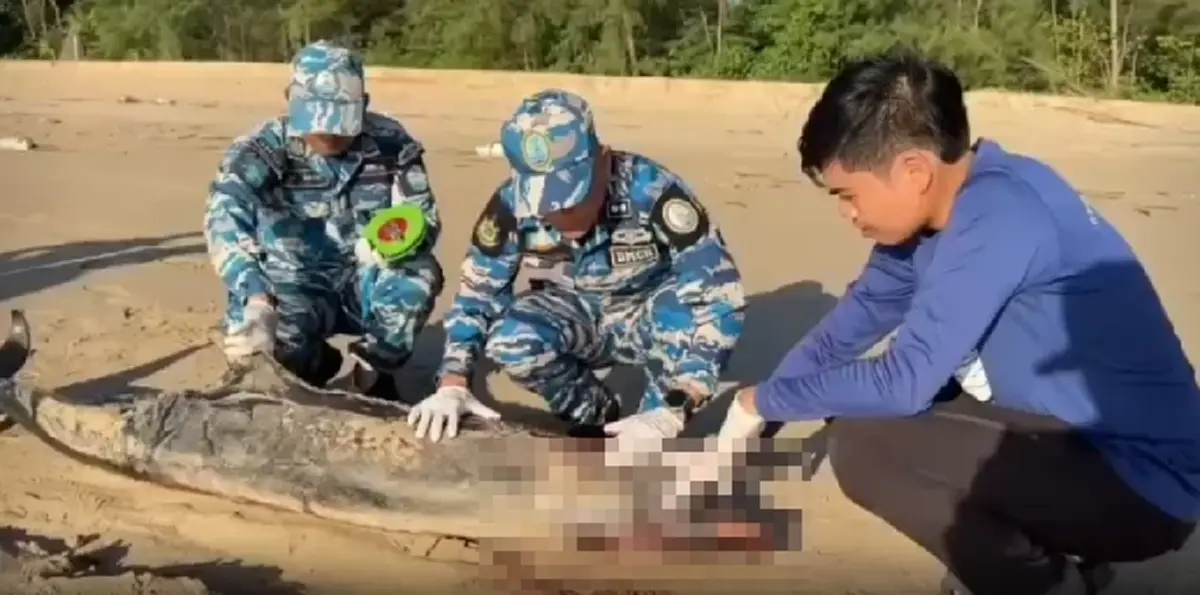 เศร้าอีก! พบซากโลมาลอยเกยชายหาดเกาะคอเขา เร่งชันสูตรหาคำตอบ
