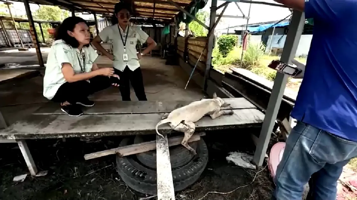 พนักงานเซเว่นช่วยสุนัขจร ถูกปืนยิงปลาปักสะโพกก่อนส่งถึงมือหมอ