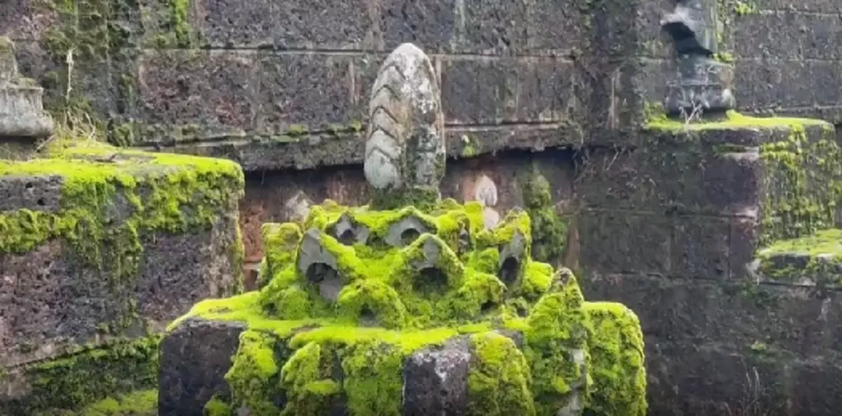 ปีละครั้ง! พระธาตุถูกมอส-เฟิร์นปกคลุม สวยราวภาพในเทพนิยาย