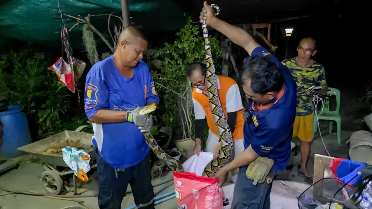 เลขที่บ้าน พญางูเหลือมยักษ์ เลื้อยซุกห้องเก็บของ ลุ้นจับระทึก