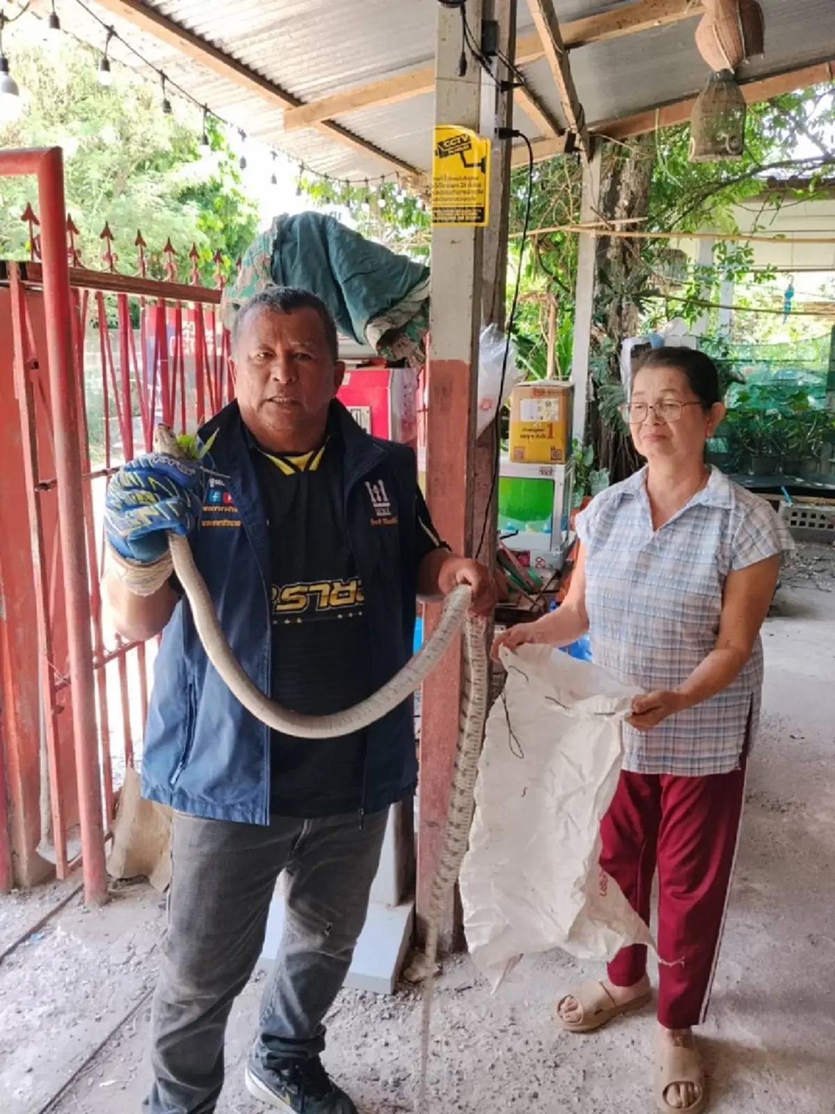 ส่องบ้านเลขที่ งูสิงตัวใหญ่ ยาว 2 เมตร เลื้อยเข้าบ้านวันพระใหญ่