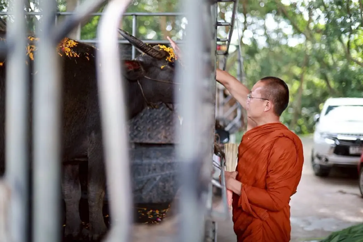 กราบสาธุ พระครูอ๊อด ไถ่ชีวิตแม่ควายท้อง-วัว 23 ตัว ได้ไปต่อชีวิต
