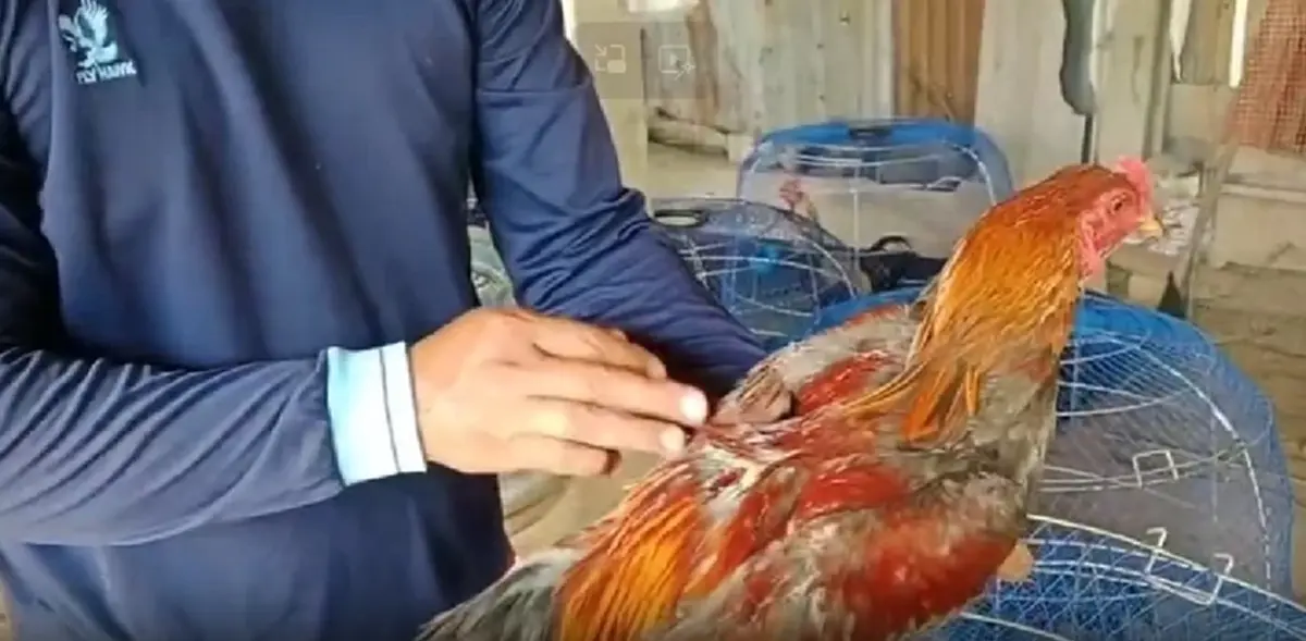 เจ้าของไก่ชนสุดเอือม! สุนัขเพื่อนบ้านบุกกัดไก่เจ็บซ้ำซาก