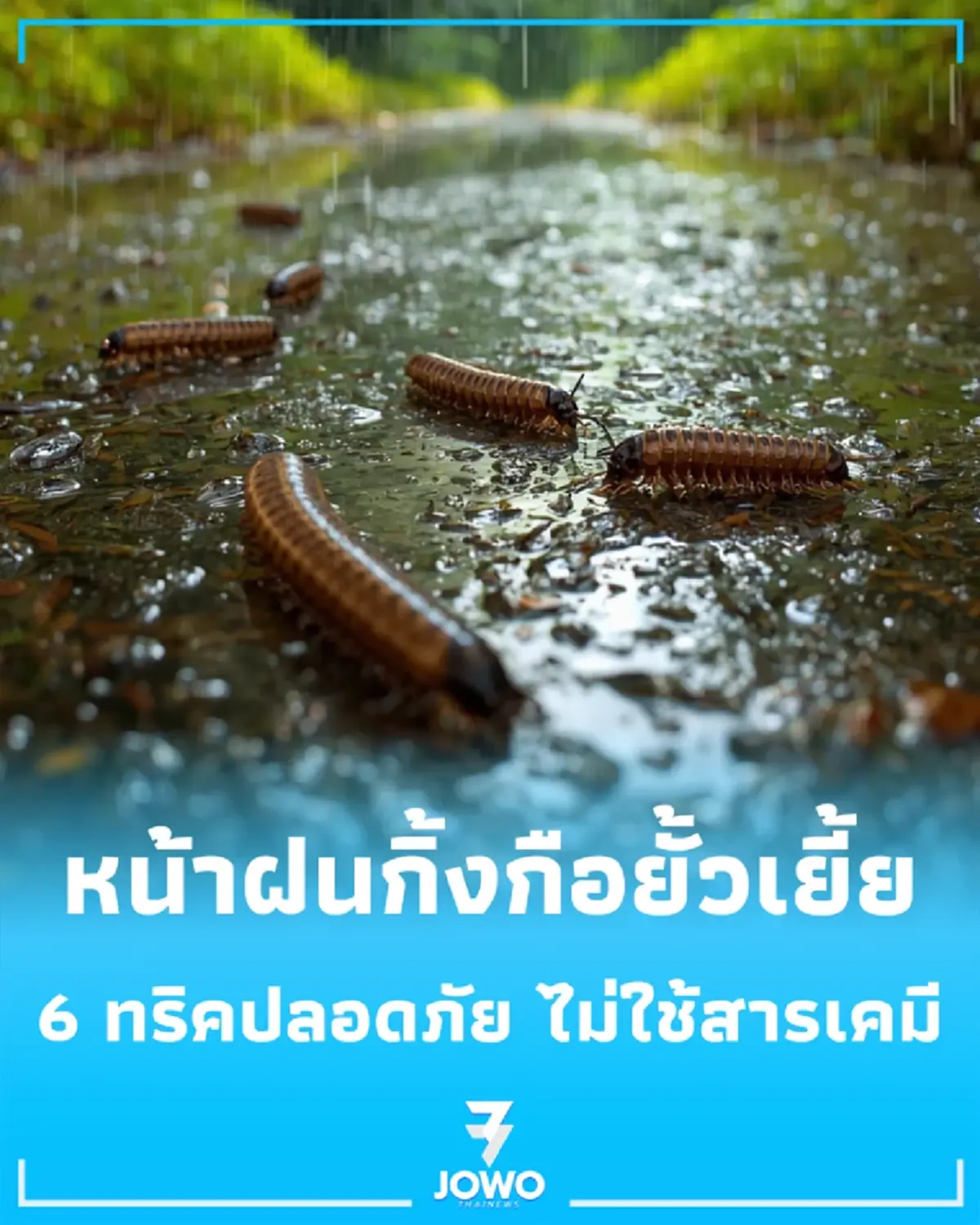 หน้าฝนกิ้งกือยั้วเยี้ย 6 วิธีไล่กิ้งกือพ้นบ้าน ฉบับปลอดภัย ไร้สารเคมี
