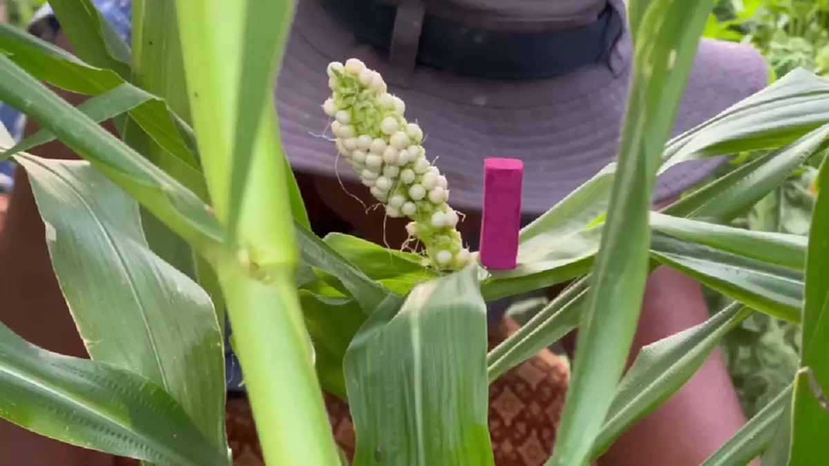ฮือฮาสุรินทร์! ข้าวโพดประหลาดเม็ดชมพูคล้ายไข่มุก เชื่อมาให้โชค