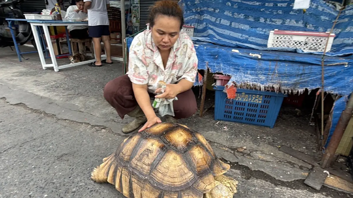 เอ็นดู "น้องโฟล์ค" เต่ายักษ์เดินเที่ยวตลาด จำทางกลับบ้านเองได้