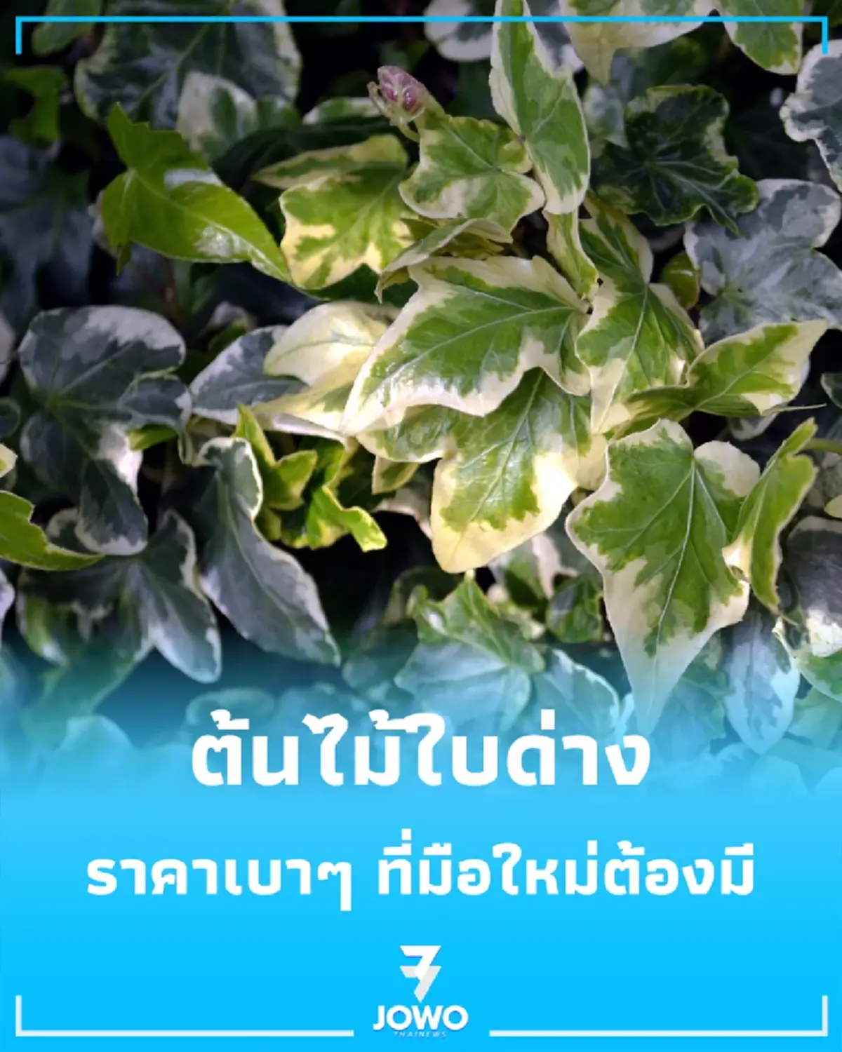 งบหลักสิบก็ปังได้ เปิดวาร์ป ต้นไม้ใบด่าง ราคาเบาๆ ที่มือใหม่ต้องมี