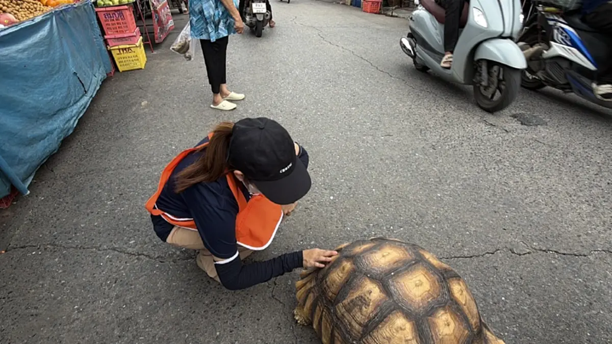 เอ็นดู "น้องโฟล์ค" เต่ายักษ์เดินเที่ยวตลาด จำทางกลับบ้านเองได้