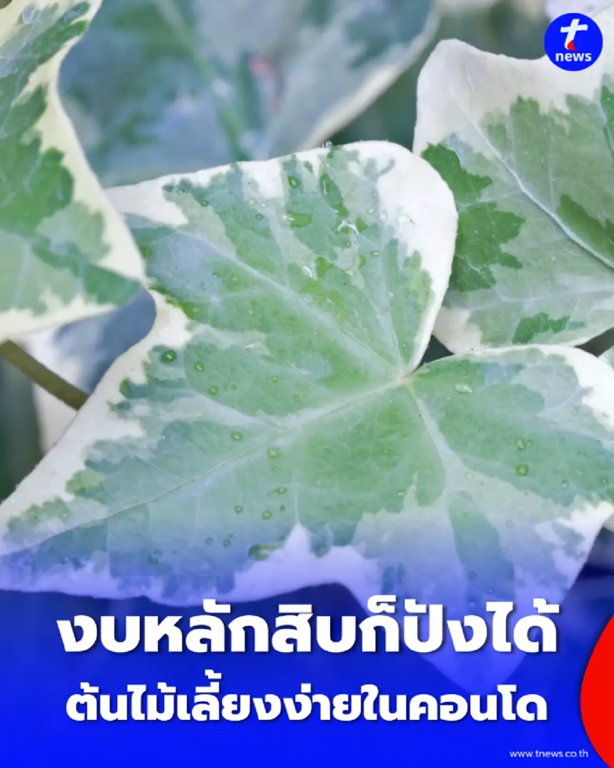 งบหลักสิบก็ปังได้ เปิดวาร์ป ต้นไม้ใบด่าง ราคาเบาๆ ที่มือใหม่ต้องมี