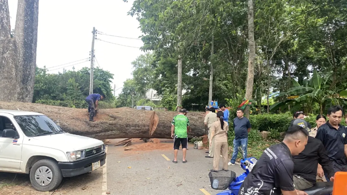 ชาวบ้านใจหายทั้งตำบล! "ต้นยางคู่" อายุ 200 ปี ล้มโค่นปิดตำนาน