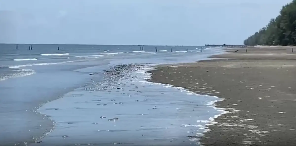 ปริศนาแมงกะพรุนเกยหาดนับไม่ถ้วน เจ้าหน้าที่เร่งตรวจสอบ