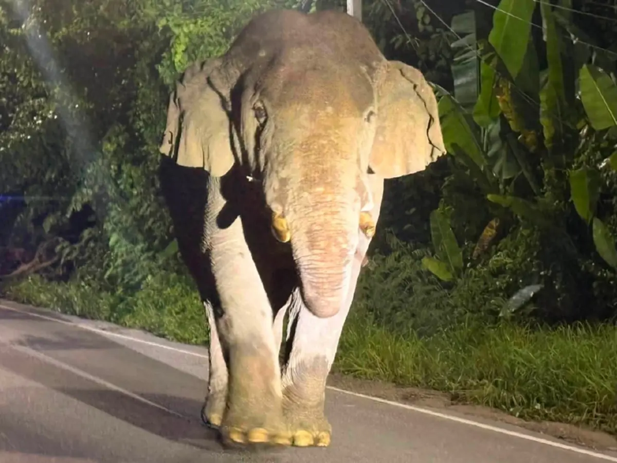 อาการล่าสุด พลายสาริกา หลังดราม่าเดือดระอุ จนท.ใช้พลุผลักดัน