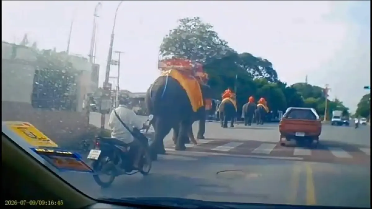 ขนาดช้างยังทำได้! คลิปหยุดรอไฟแดงกลางสี่แยก คนแห่แชร์สนั่น