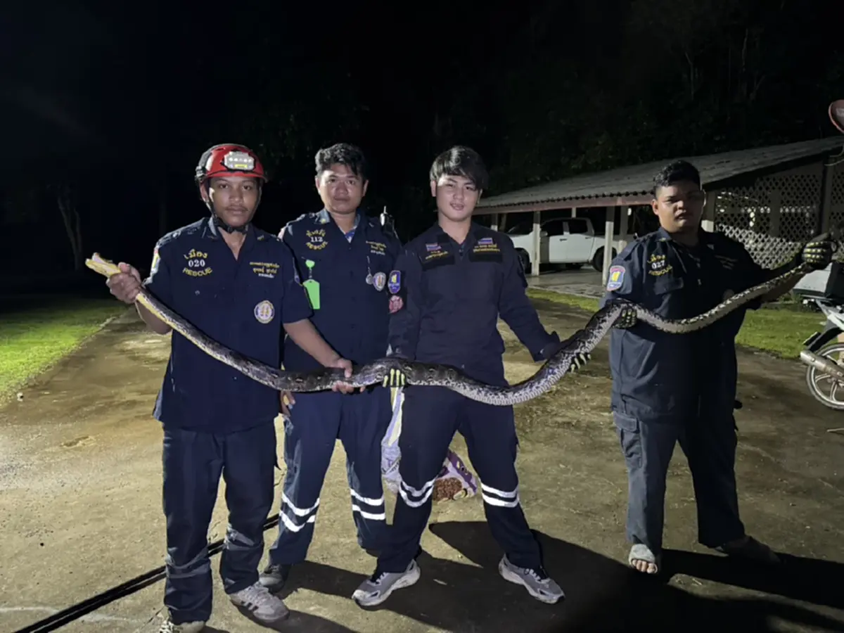 ระทึกก่อนหวยออก งูเหลือมยักษ์บุกบ้าน เจ้าของไม่พลาดส่องเลขเด็ด