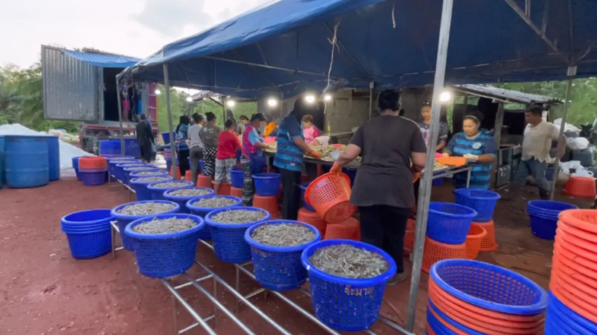 ยกธงขาว! เกษตรกรถอดใจสั่งจับกุ้งไซส์เล็กขายประชดทุน