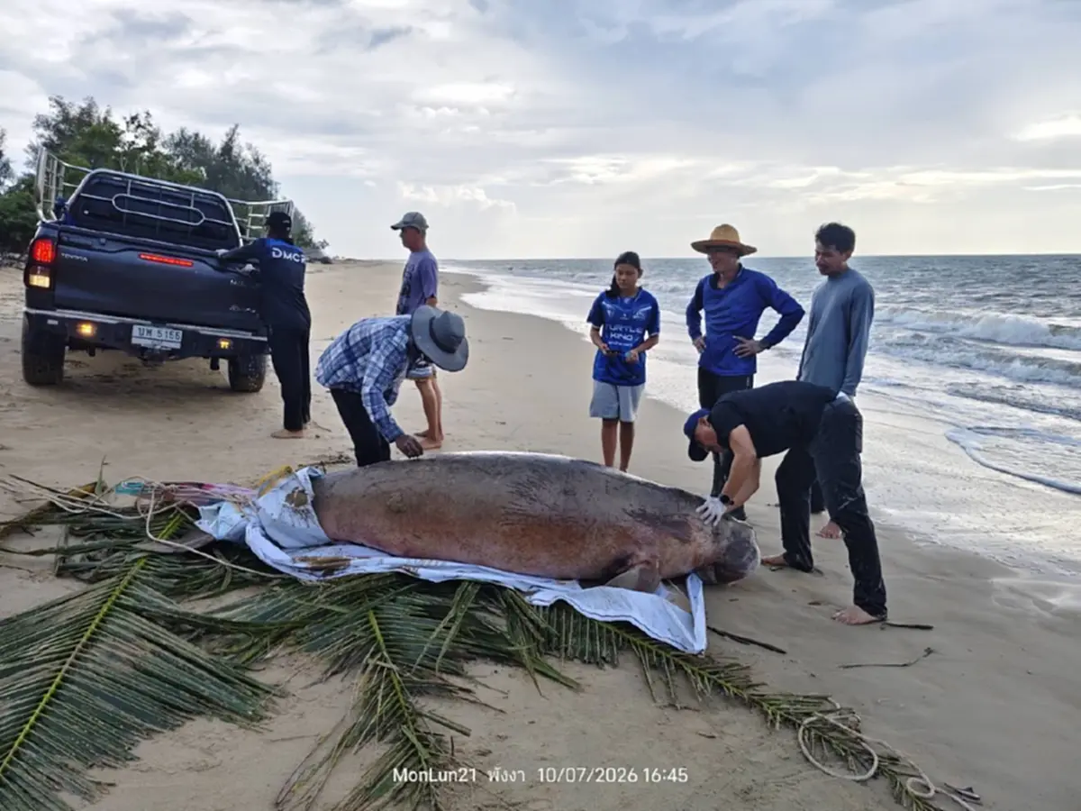 สลดกลางชายหาด! พะยูนเพศเมียสิ้นใจปริศนา ไร้ร่องรอยบาดแผล