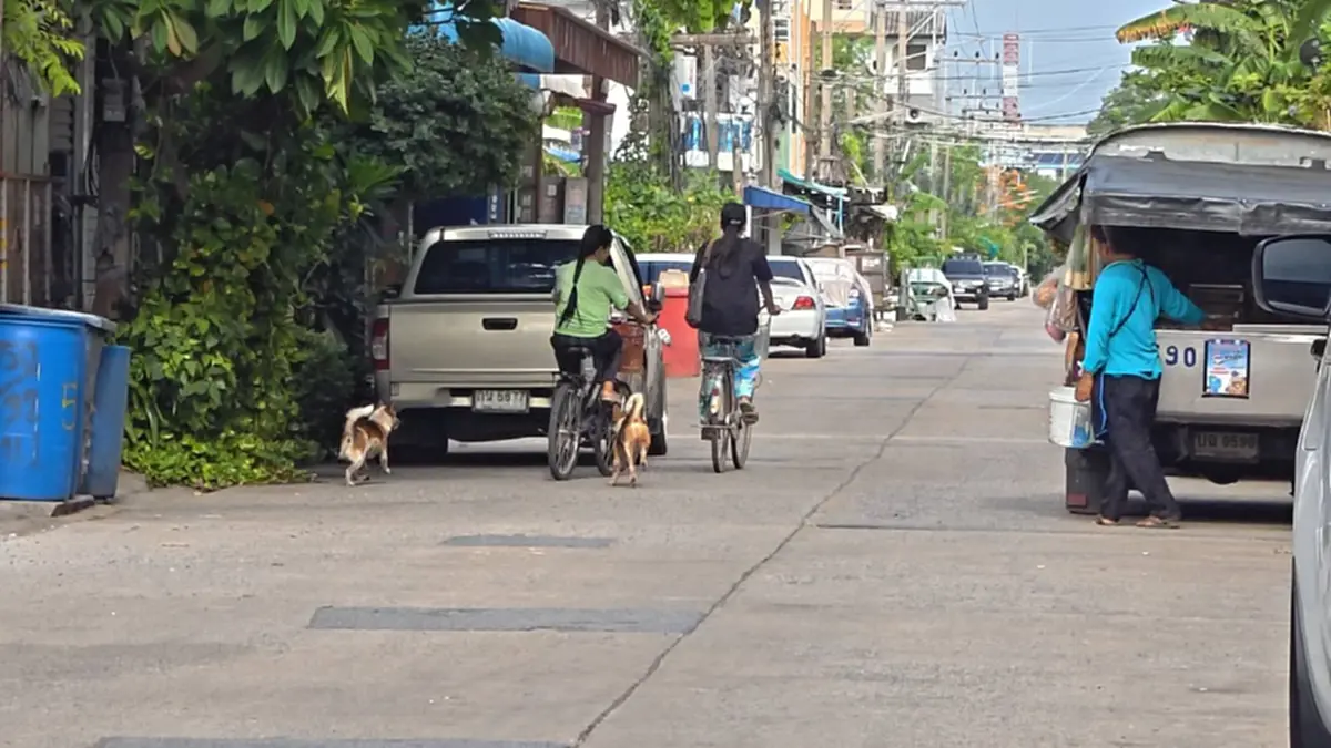 ชาวบ้านผวา! หมาจรคลองหลวงดุไล่กัดคน หน่วยงานโยนกันไปมา