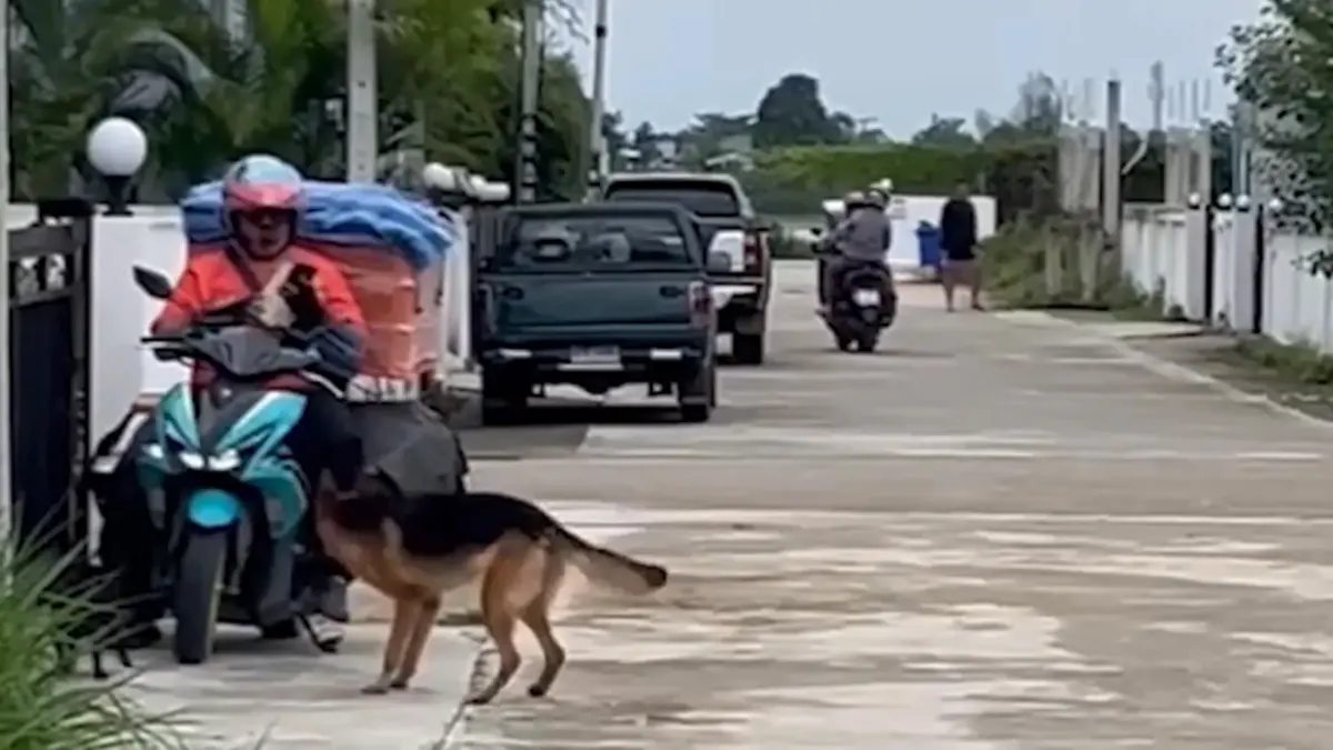 ไรเดอร์สุดทน! โดนหมาดุไล่กัดซ้ำรอบ 2 อัดคลิปประจาน เจ้าของเมิน