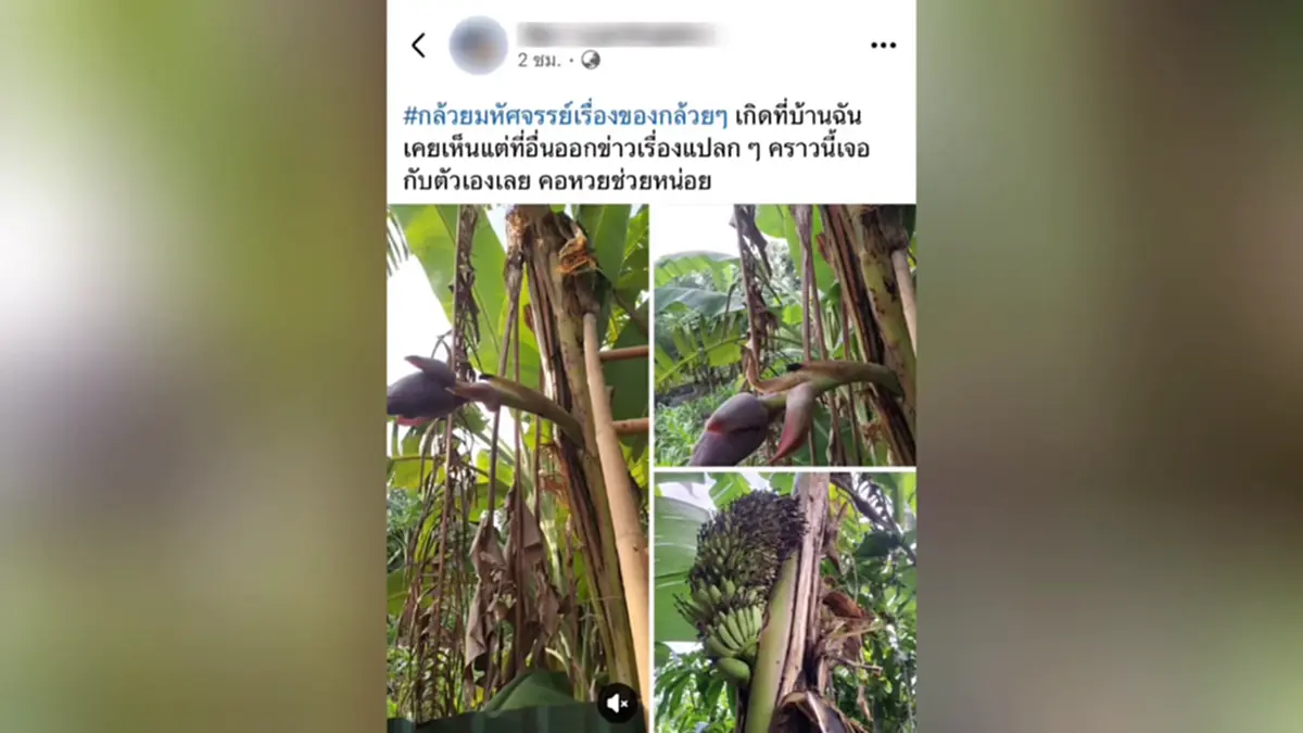 ฮือฮากล้วยแปลกแทงปลีชี้ฟ้ากลางลำต้น ชาวบ้านไม่พลาดส่องเลขบ้าน
