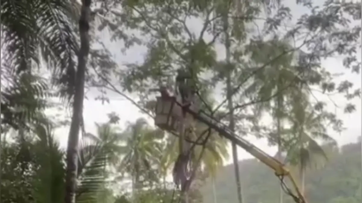 อุทาหรณ์ขึ้นต้นเก็บฝักสะตอ หน้ามืดเป็นลมอยู่บนต้นสูง 6 เมตร