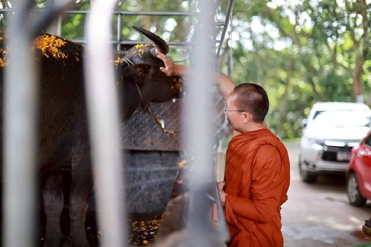 กราบสาธุ พระครูอ๊อด ไถ่ชีวิตแม่ควายท้อง-วัว 23 ตัว ได้ไปต่อชีวิต