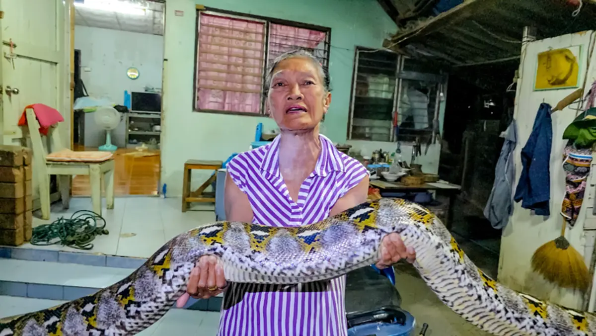 แผงหวยสะเทือน! ส่องเลขพญางูเหลือมยักษ์บุกยึดบ้านยายวัย 75