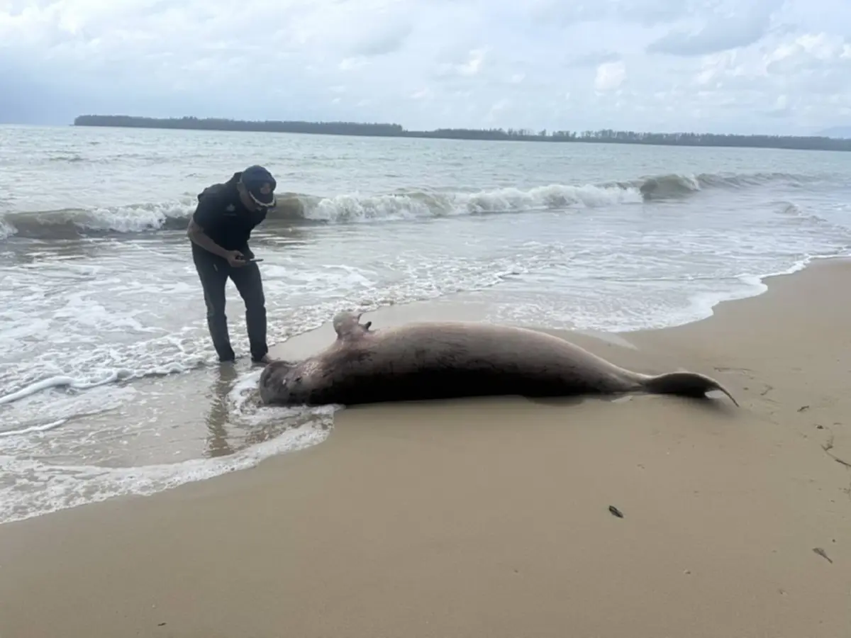 สลดกลางชายหาด! พะยูนเพศเมียสิ้นใจปริศนา ไร้ร่องรอยบาดแผล