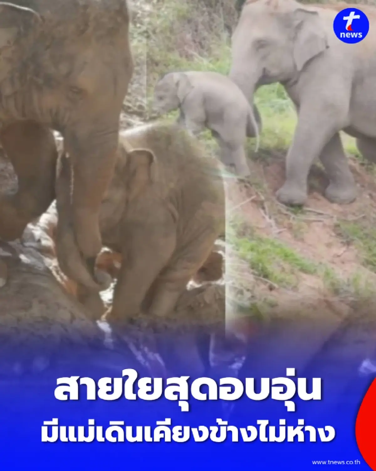 ส่องโมเมนต์ลูกช้างเอเชียสำรวจป่า แม่เดินเคียงข้างไม่ห่าง