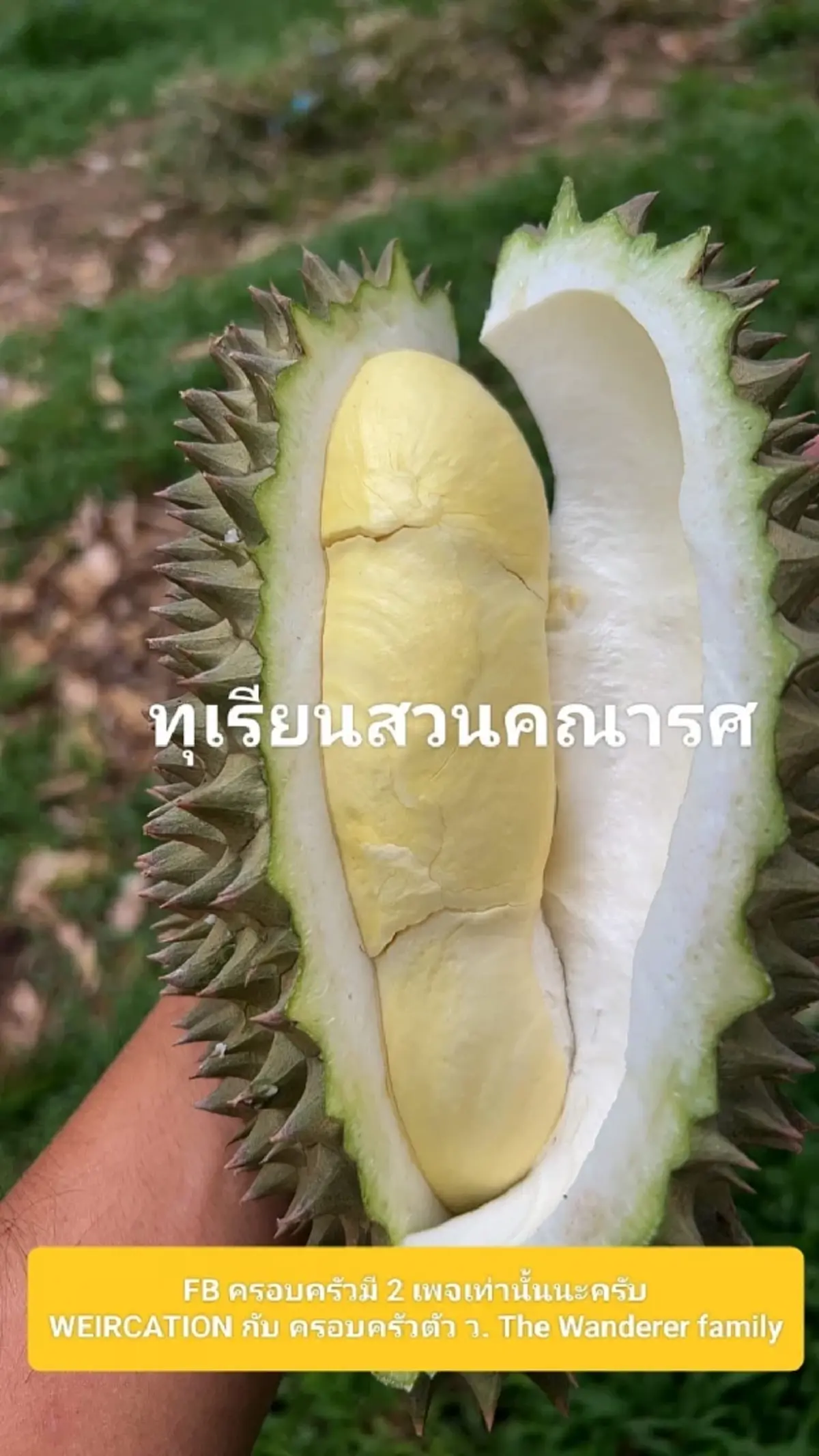 ดกจริงปีนี้! "เวียร์ ศุกลวัฒน์" อวดทุเรียนหมอนทองสวนคณารศ 