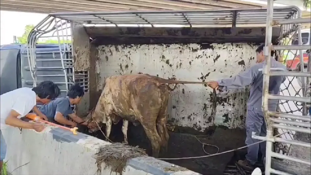 กระบะขนวัวคว่ำ รอดหวุดหวิดเชื่อปาฏิหาริย์หลวงปู่ทวด
