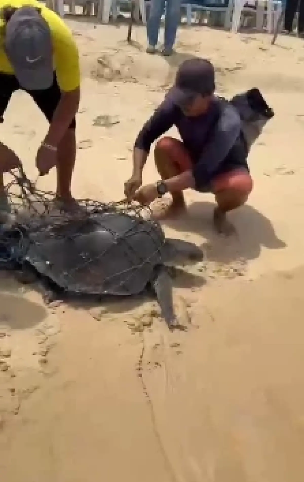 นาทีชีวิต! เต่าทะเลถูกอวนรัดเกยหาด โชคดีไลฟ์การ์ดเห็นทันเวลา