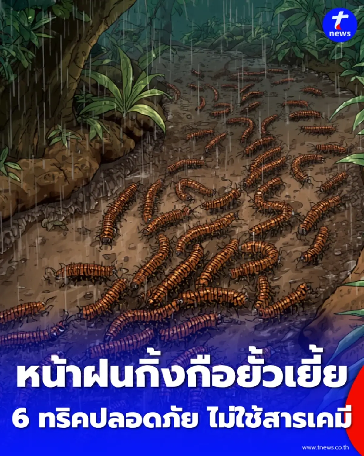 หน้าฝนกิ้งกือยั้วเยี้ย 6 วิธีไล่กิ้งกือพ้นบ้าน ฉบับปลอดภัย ไร้สารเคมี