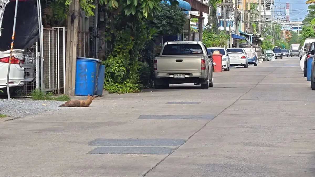 ชาวบ้านผวา! หมาจรคลองหลวงดุไล่กัดคน หน่วยงานโยนกันไปมา