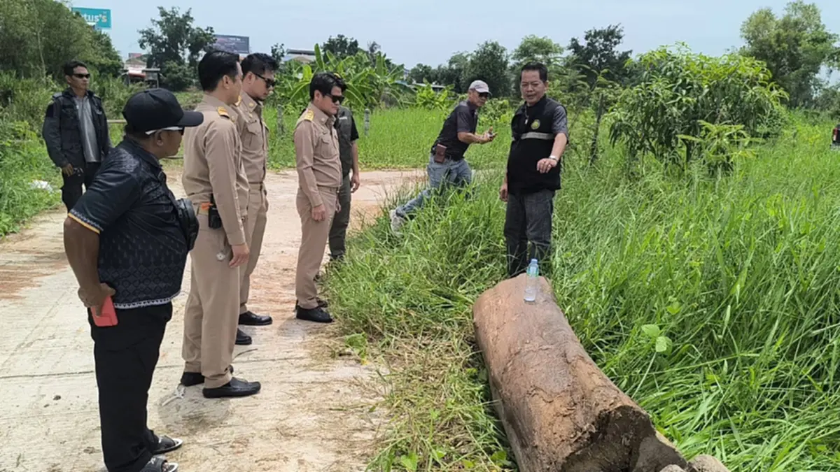 ผงะ! ขุดลอกคลองพิษณุโลกกลับเจอไม้สัก 12 ท่อน ซุกข้าม 30 ปี