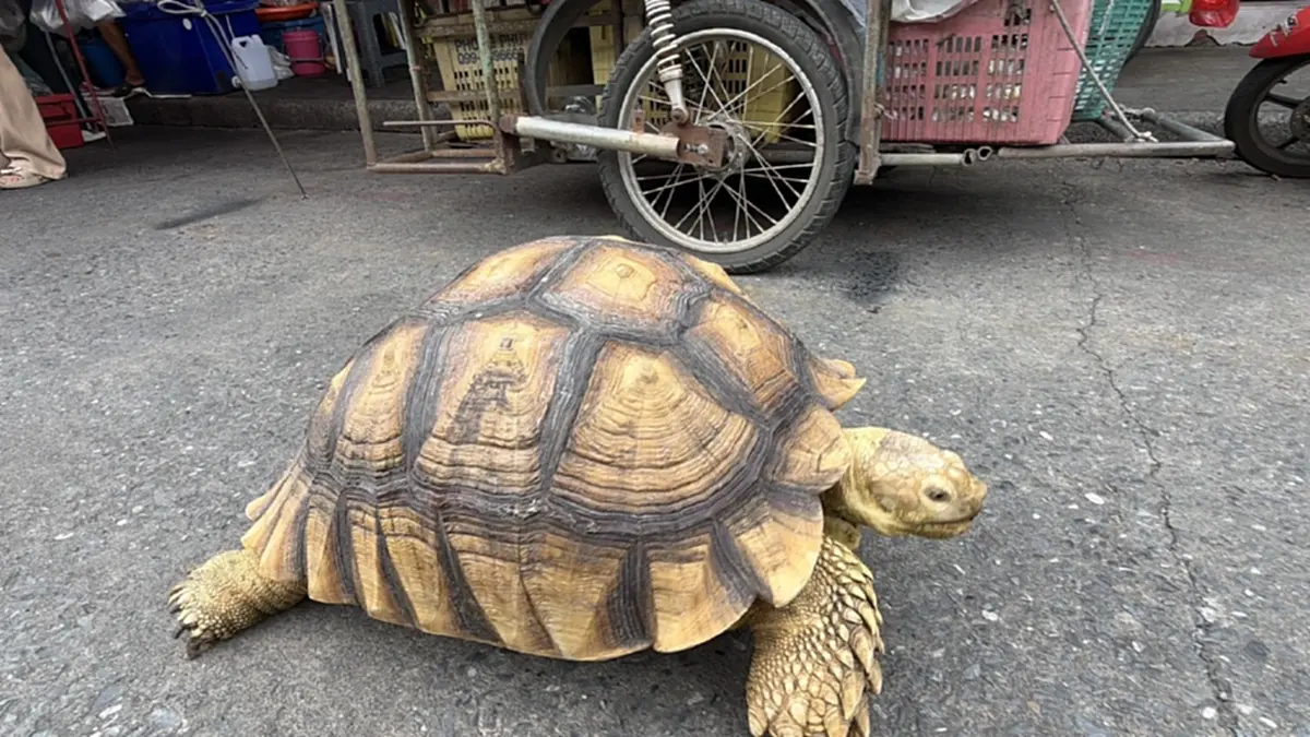 เอ็นดู "น้องโฟล์ค" เต่ายักษ์เดินเที่ยวตลาด จำทางกลับบ้านเองได้