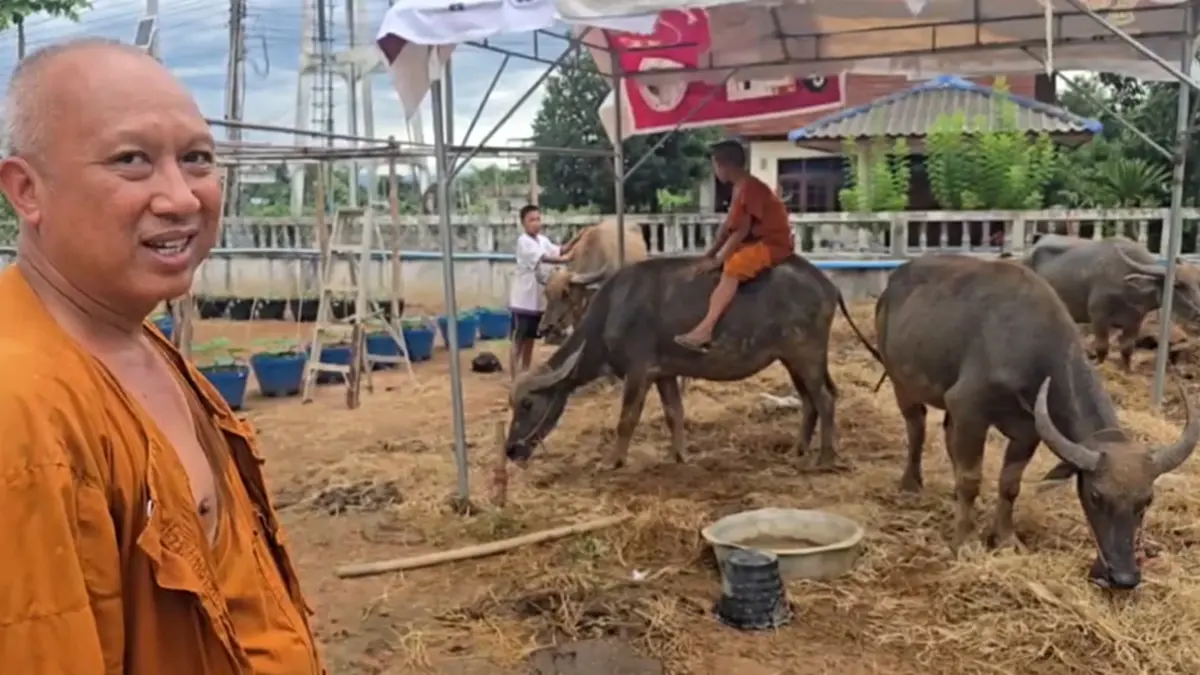 ควาย 4 ตัวหนีโรงเชือด ว่ายน้ำข้ามคลองเข้าวัด พระไถ่ชีวิต 1.1 แสน