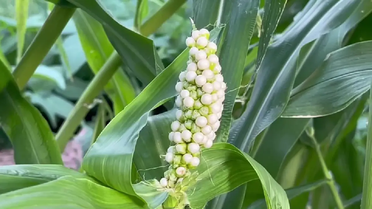 ฮือฮาสุรินทร์! ข้าวโพดประหลาดเม็ดชมพูคล้ายไข่มุก เชื่อมาให้โชค