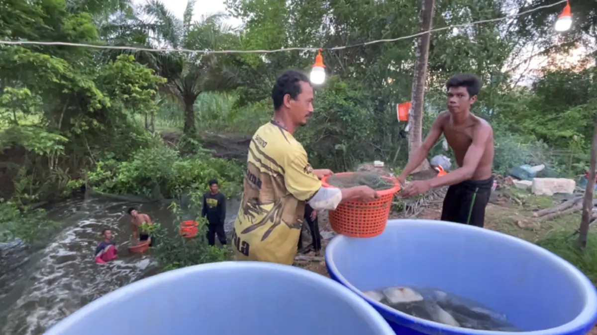 ยกธงขาว! เกษตรกรถอดใจสั่งจับกุ้งไซส์เล็กขายประชดทุน