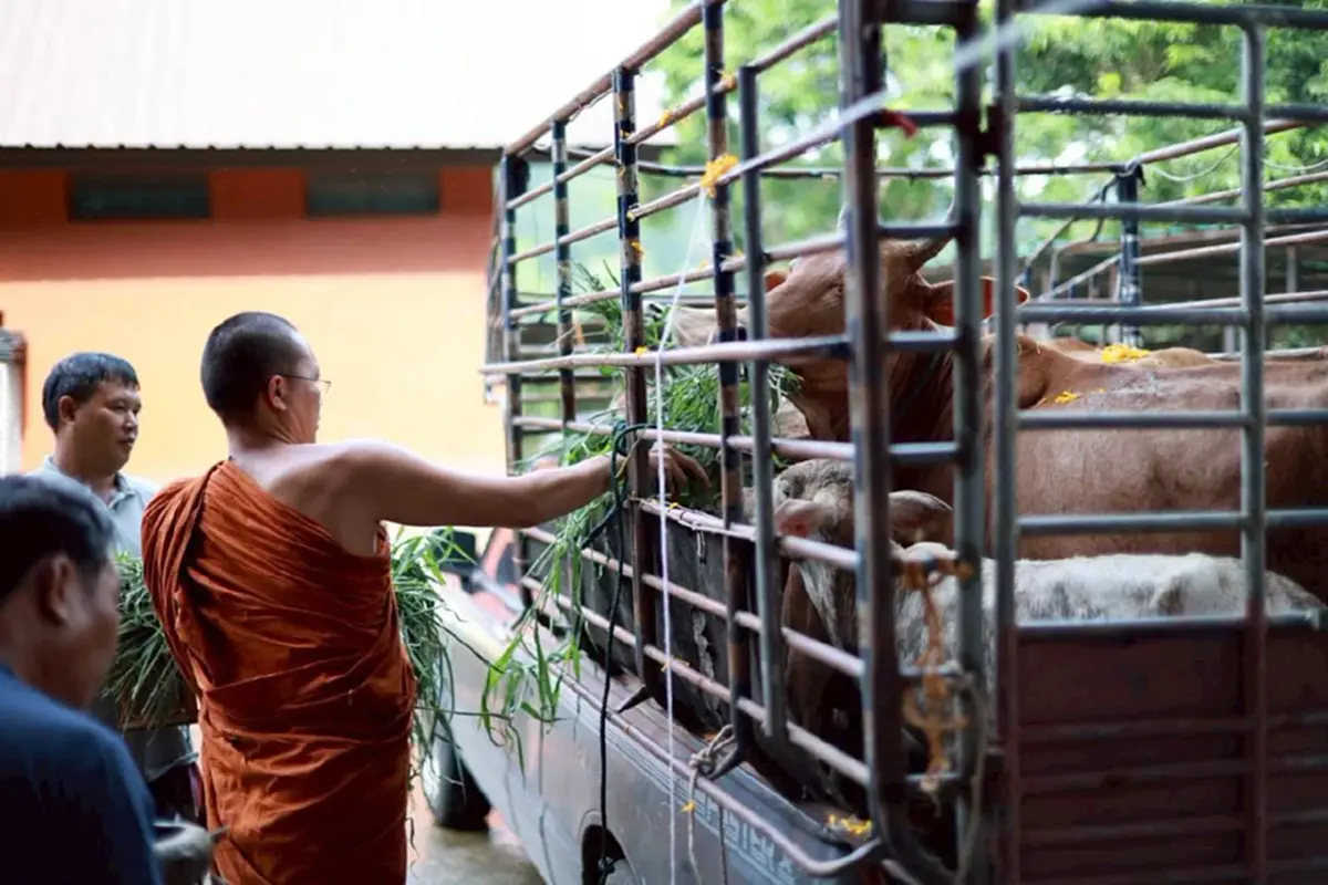 กราบสาธุ พระครูอ๊อด ไถ่ชีวิตแม่ควายท้อง-วัว 23 ตัว ได้ไปต่อชีวิต